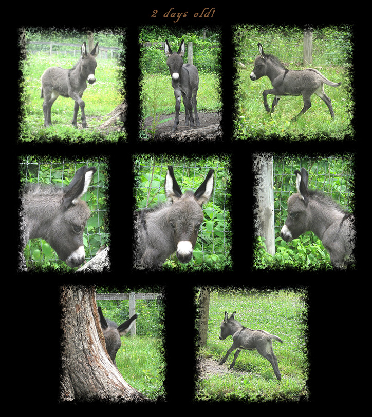 Critter Haven Farm Miniature Donkeys